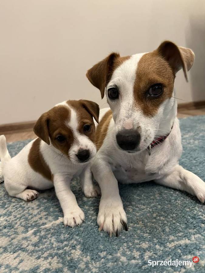 Jack Russell Terrier Lubartów