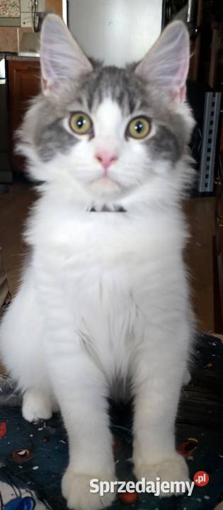 Kocięta mix Maine Coon i Ragdoll Pozostałe mazowieckie Grodzisk Mazowiecki