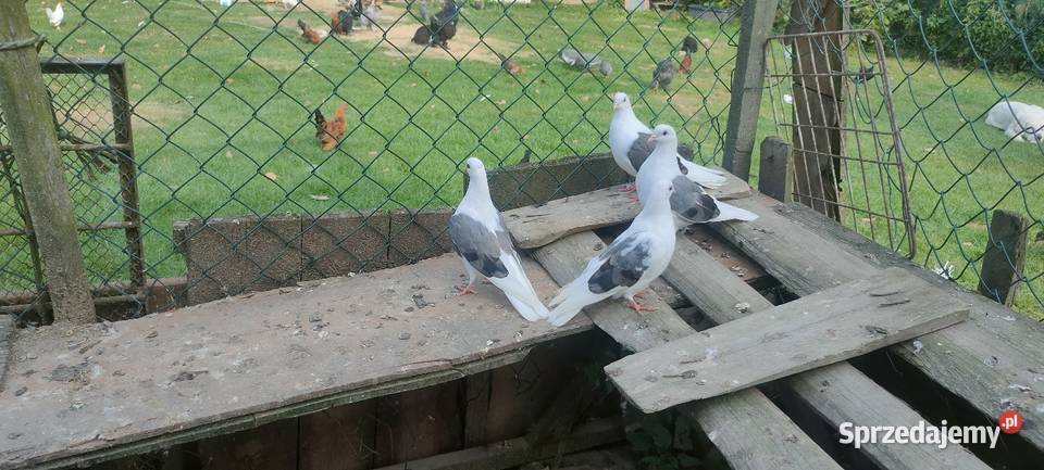 Orliki boki siwe Tokarówka sprzedam