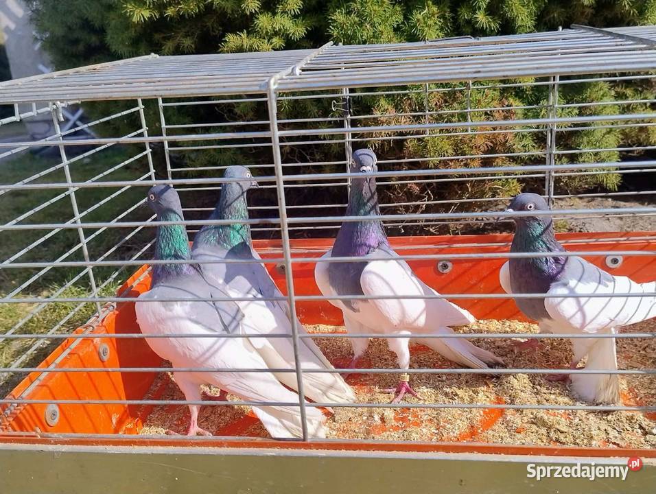 Gołębie Ozdobne różne gatunki śląskie Blachownia