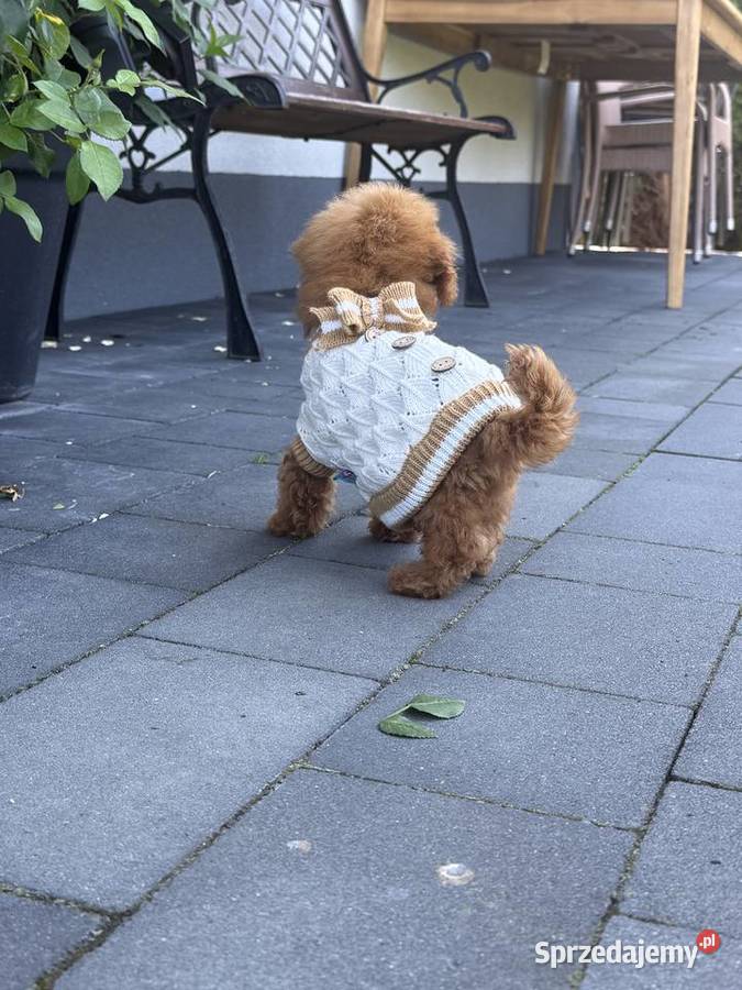 Pudel Toy szczeniaki Polanka Wielka sprzedam