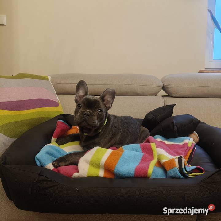 Buldog francuski BLUE niebieski pies piesek