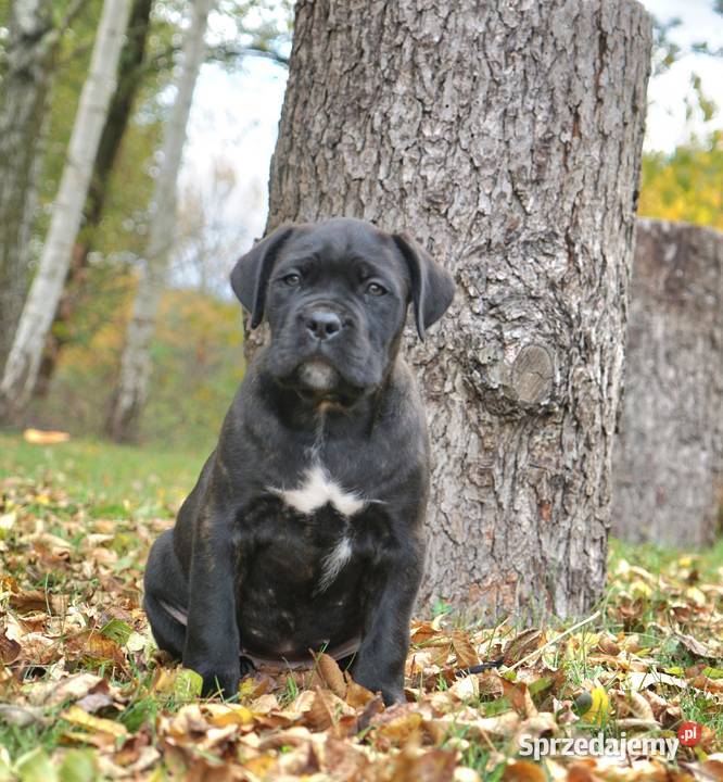 Szczeniaki Cane Corso ZKwP FCI Cane Corso sprzedam