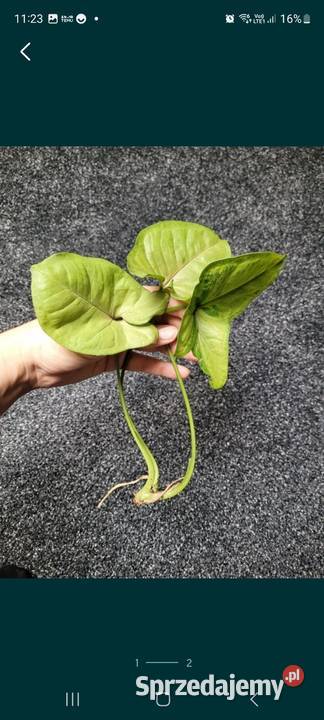 Syngonium Yellow Pink Kamień-Kolonia