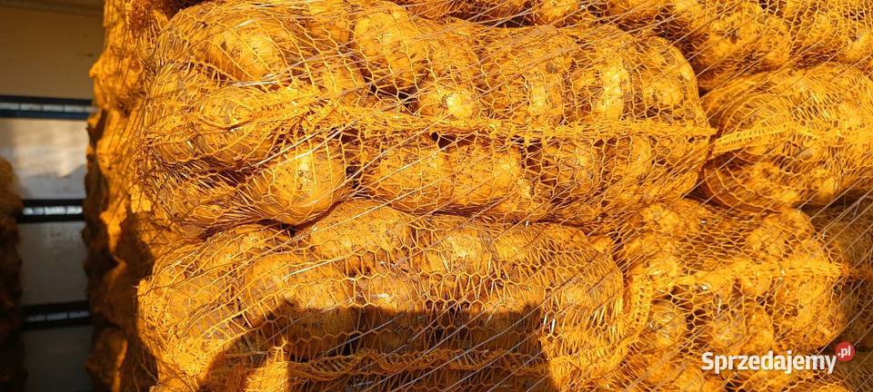 Ziemniaki wczesne jadalne młode producenta Zborówek