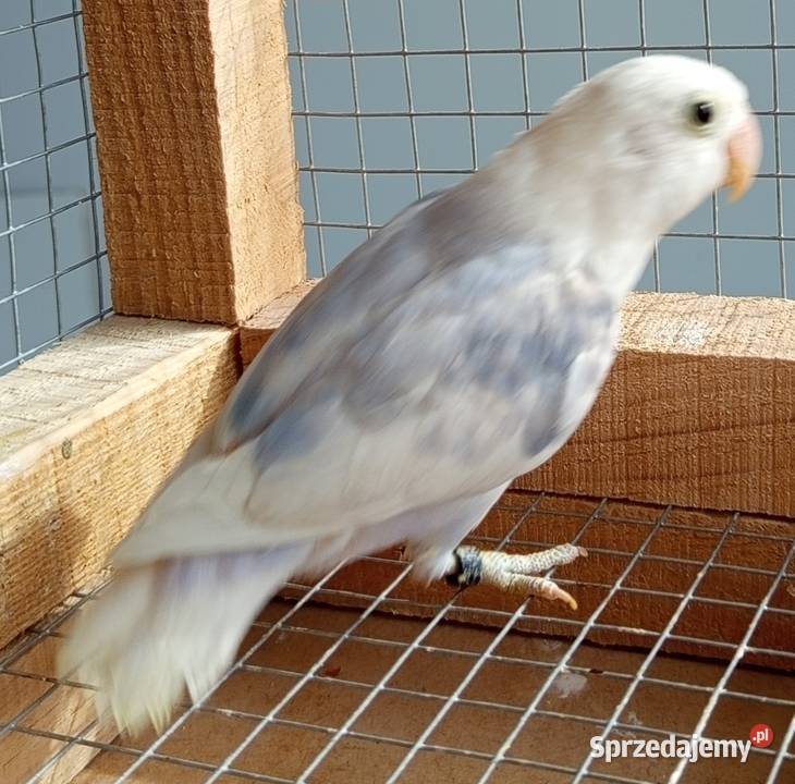 Nierozłączki podkarpackie Wadowice Dolne