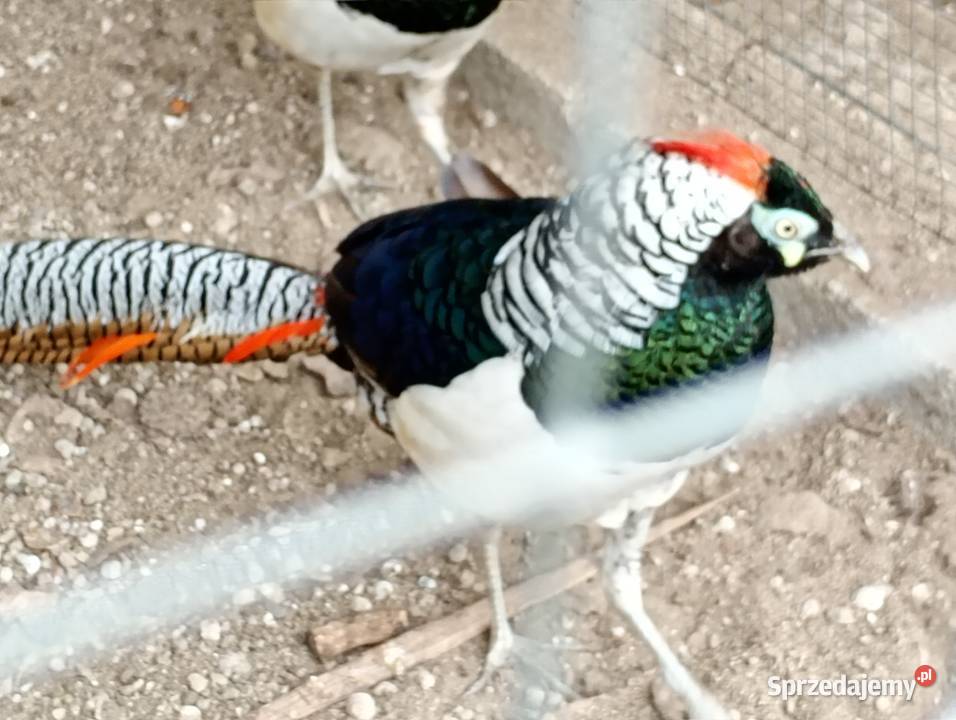 Ptaki bażanta Kraków