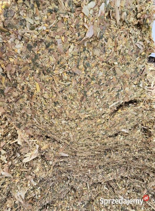 Bele kiszonki z kukurydzy ziarnowej duża Wólka Poduchowna