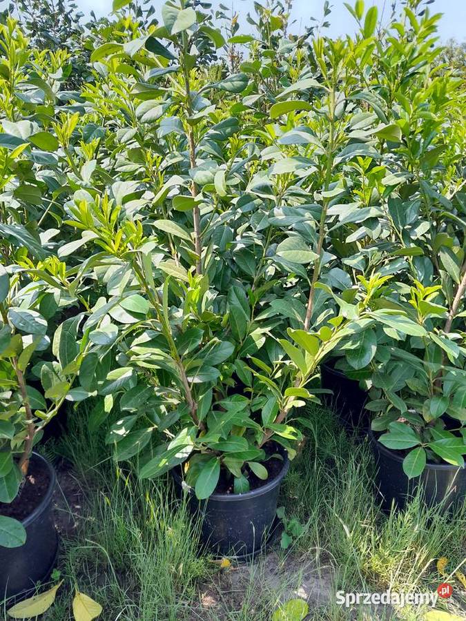 Laurowiśnia 1do 2m Rotundifolia caucasica dolnośląskie