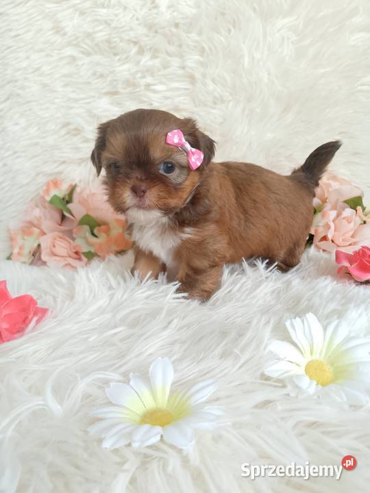 Suczka szuka domku ShihTzu