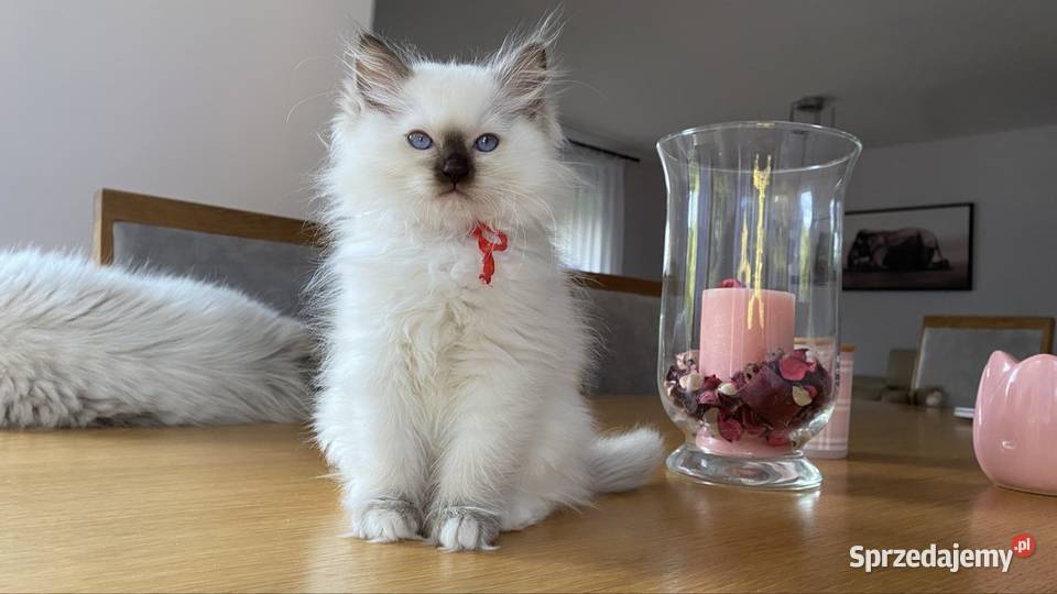 Kotka hodowlana FPL ragdoll Ragdoll Katowice