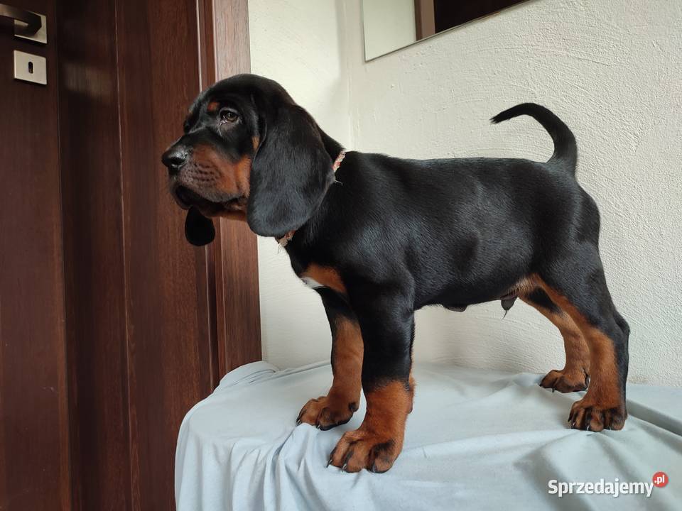 Szczenięta gończy polski zkwp FCI Tymbark