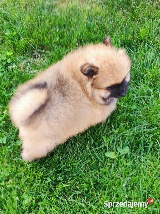 Szpic miniaturowy pomeranian mazowieckie Ciechanów