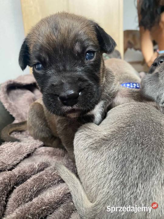 Szczeniaki Cane Corso Wiskitki