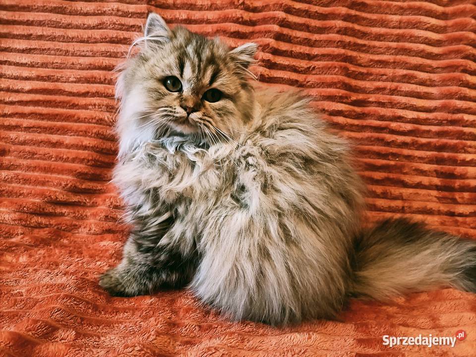 Kot brytyjski kocurek długowłosy point Brytyjski Warszawa sprzedam