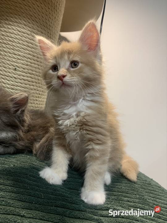 Kocur Maine Coon kremowobiały Warszawa