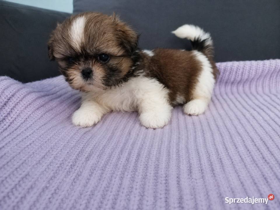 Mini sunia Bambi Ciechocin