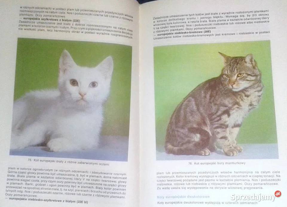 Mój kot Aleksandra KonarskaSzubska Pozostałe Chełm sprzedam