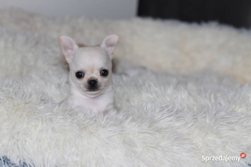 Chihuahua Geri krótkowłosey ZKwP FCI Świnoujście