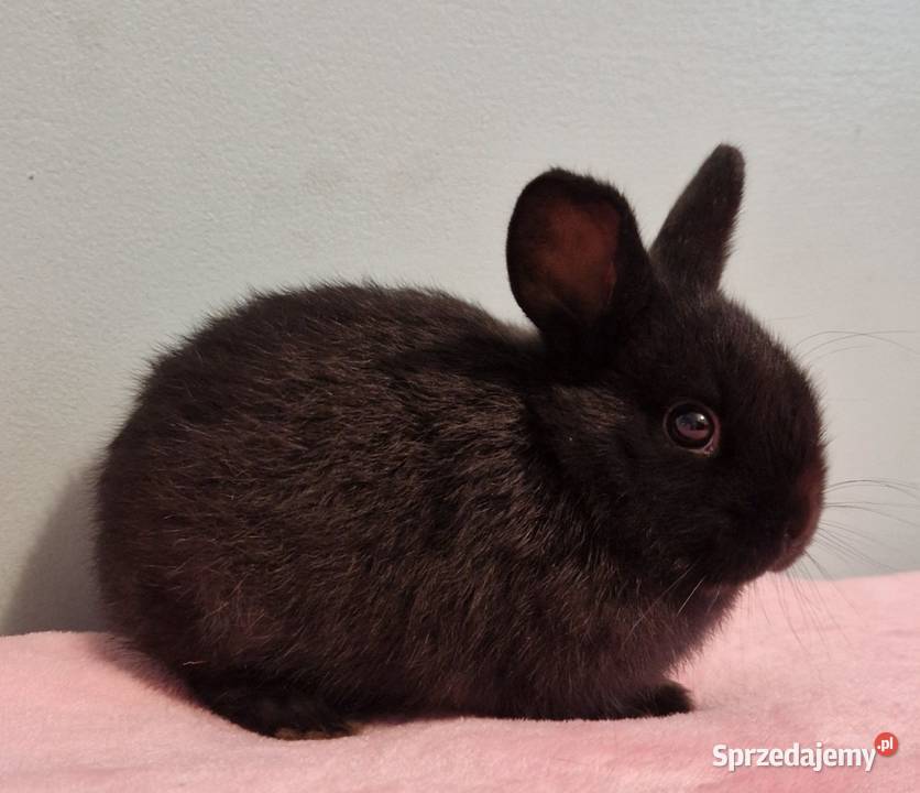Krolik miniaturka Króliki Kraków