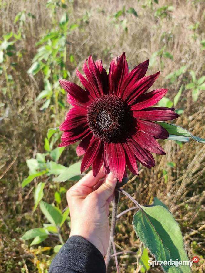 Słonecznik dekoracyjny kwiat cięty Pozostałe sprzedam