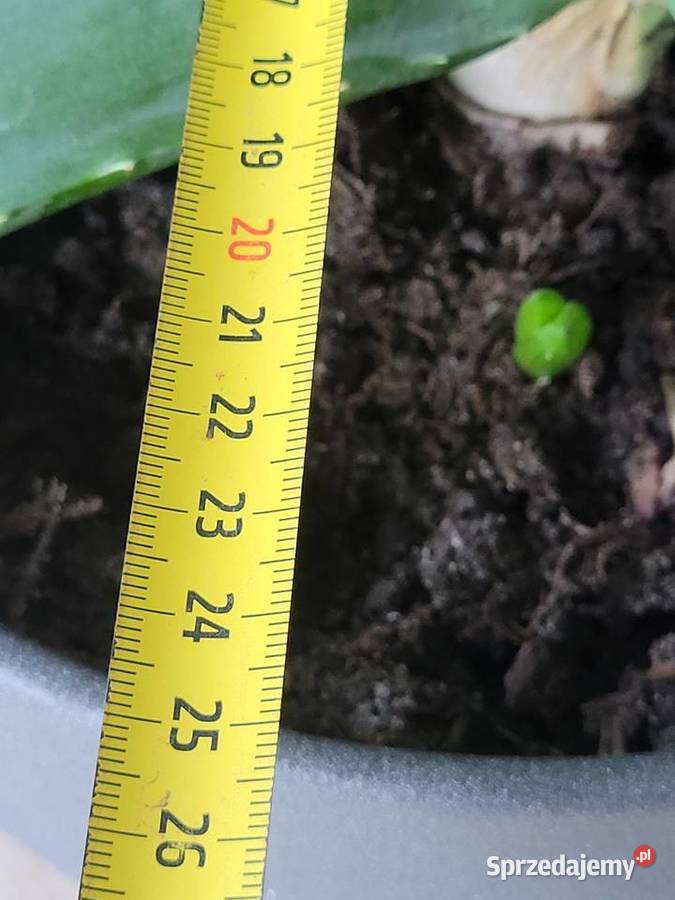 Aloes 100 rozpiętości i wysokości z doniczką Poznań