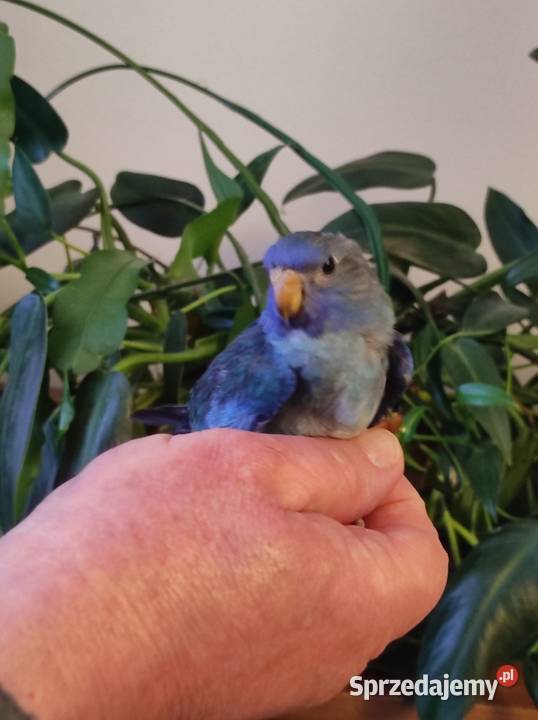 Sprzedam papugi Ptaki Wołomin