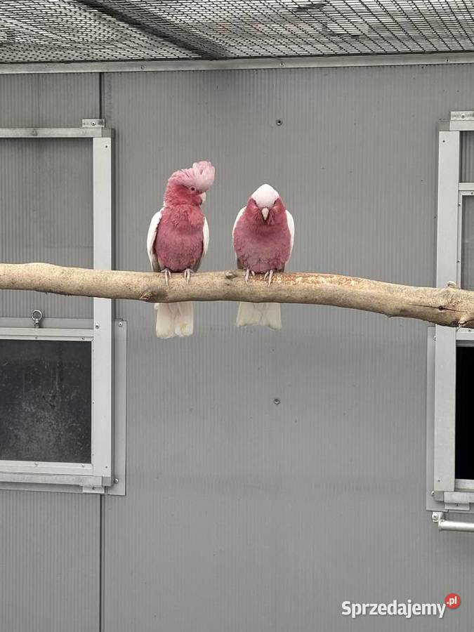 Kakadu Różowa Lutino para 2022 Kłaj