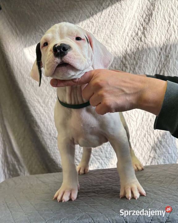 Szczeniak Dog Argentyński ZKwP FCI krycie Gończyce