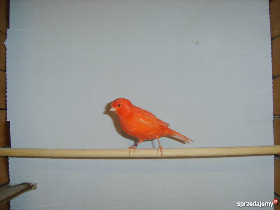 Kanarki czerwonemozaika Kraków