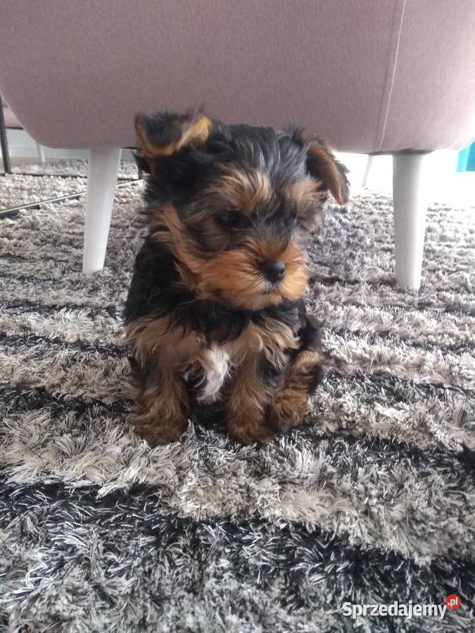 York Yorkshire terrier śliczne szczeniaki York Kielce