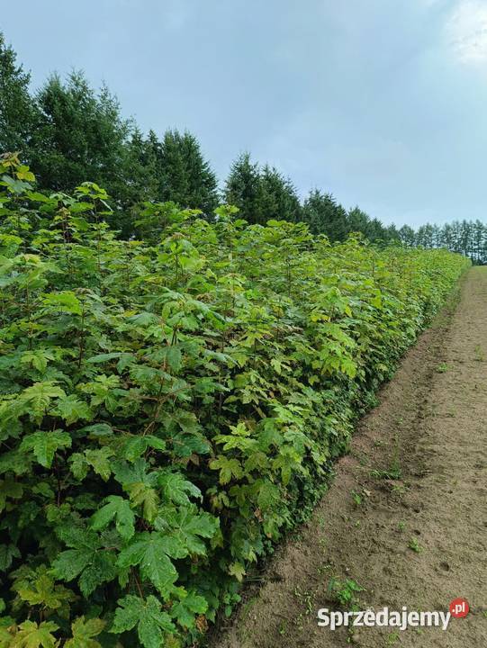 Sadzonki Klon Jawor 150 200 Sławno