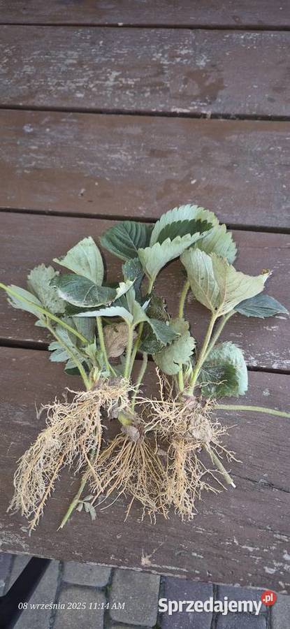 Sadzonki truskawki 50gr lubelskie Stężyca-Kolonia