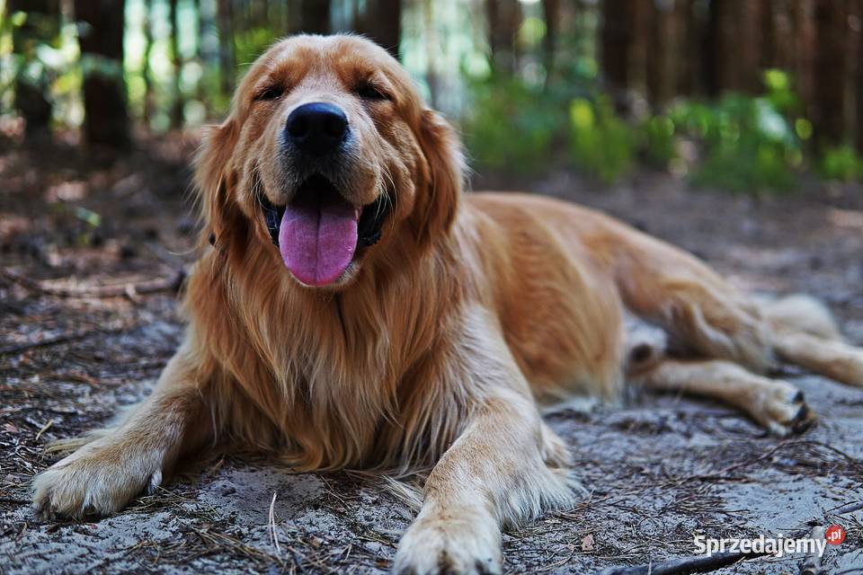 Szczeniak Golden Retriever podkarpackie Rzeszów