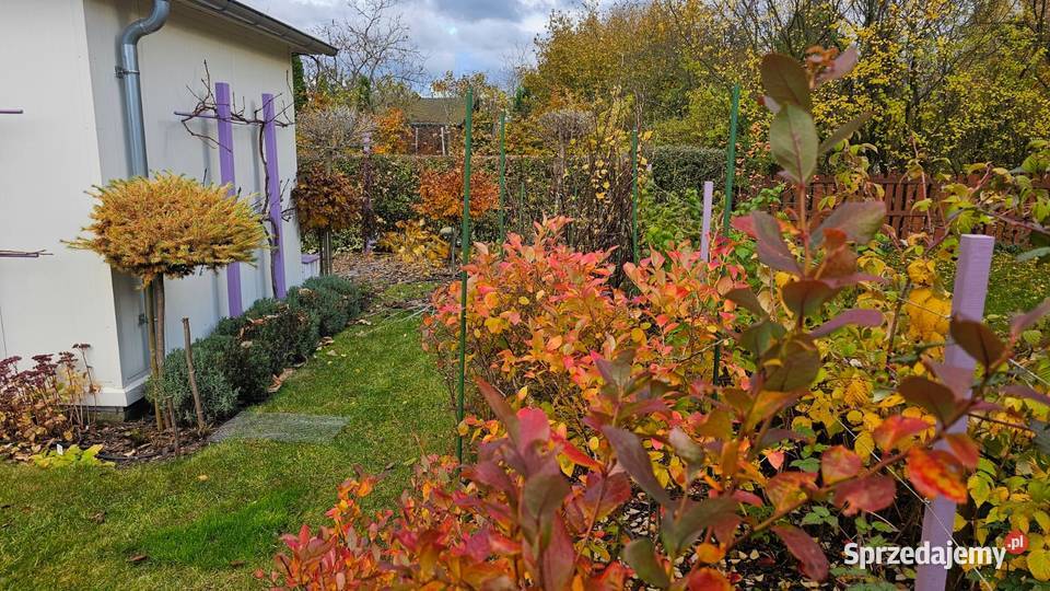 Działka ROD Wrzos w Radomiu rekreacyjna mazowieckie Radom