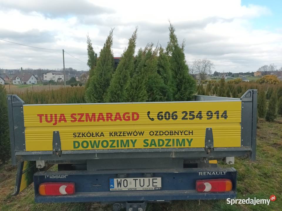 Tuja szmaragd 150170 30 sztuka dowozimy sadzimy
