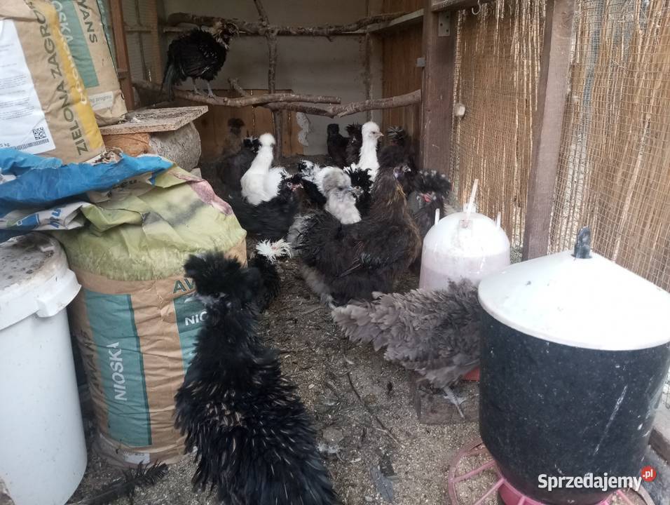 Kury ozdobne silki czubatka polska białoczuba Kozy
