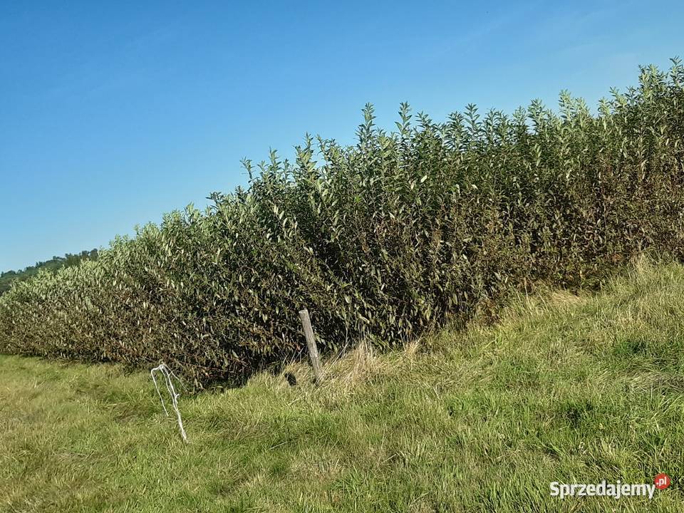Zielona wiklina wykoszona podkarpackie Zalesie