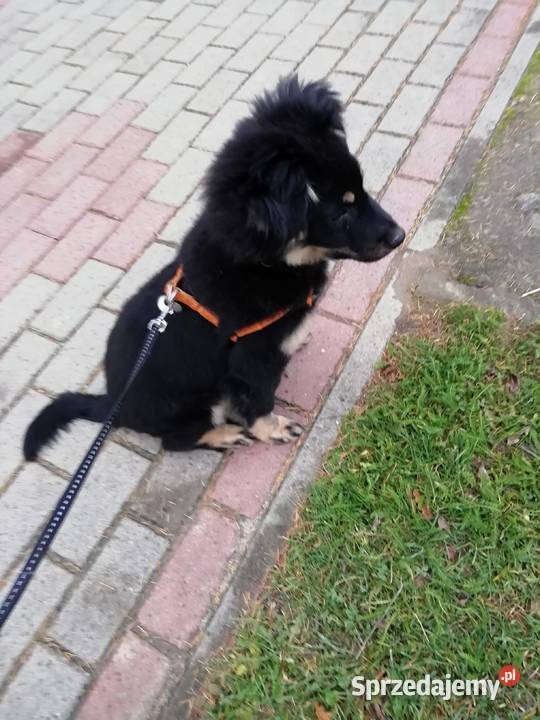 Piesek Tobi Pozostałe Łańcut