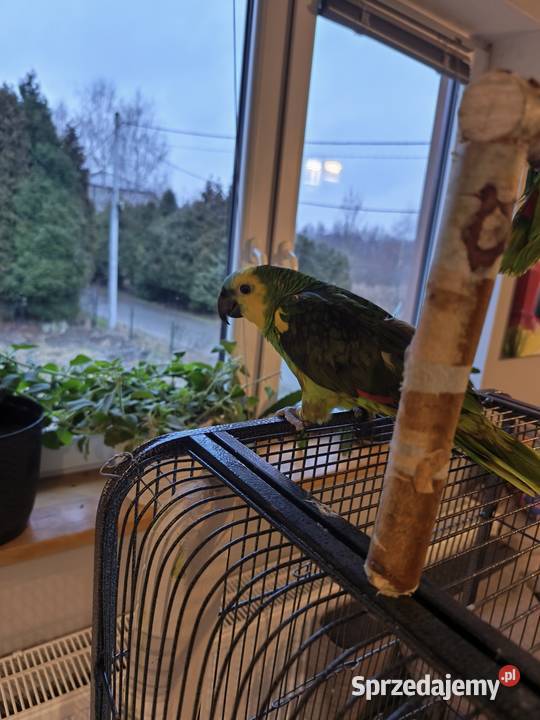 Amazonka niebieskoczelna Olkusz