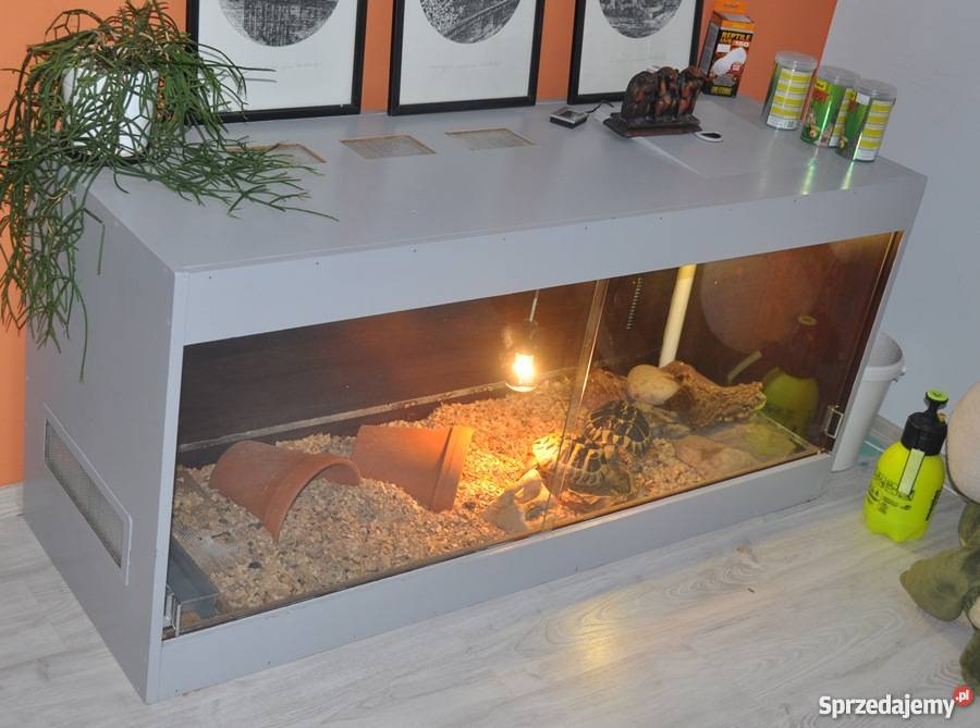 2 Żółwie Greckie Zwierzęta Bydgoszcz