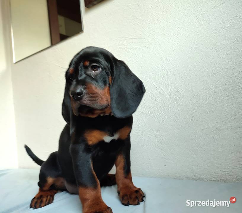 Szczenięta gończy polski zkwp FCI