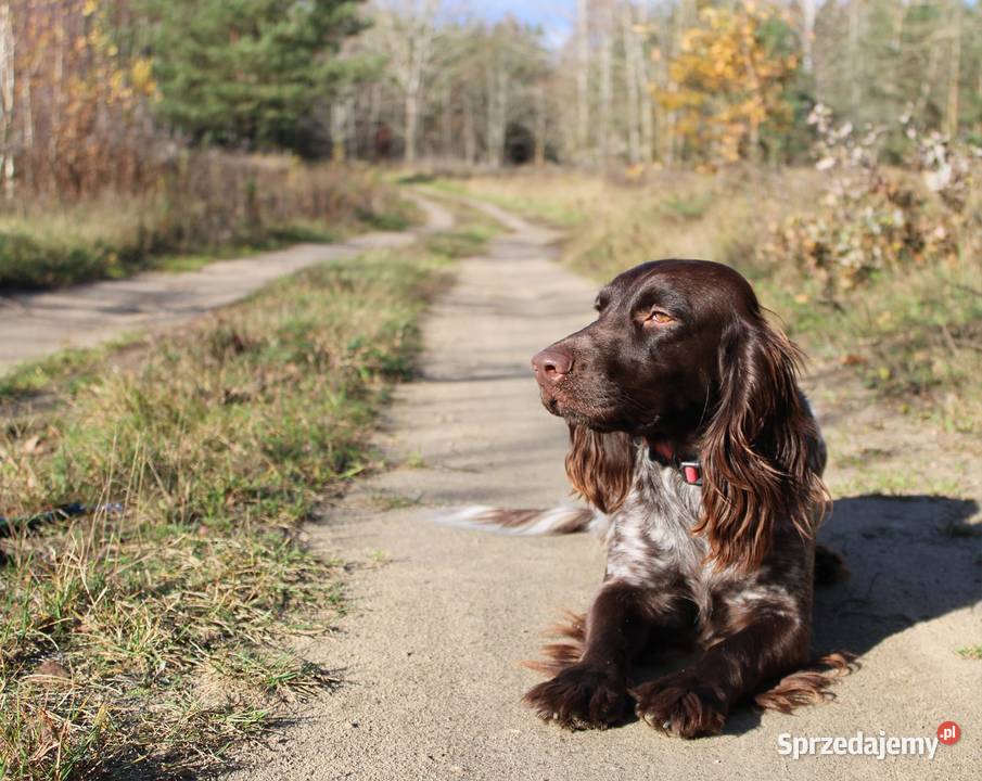 Polski Spaniel Myśliwski planowany miot Święta Lipka