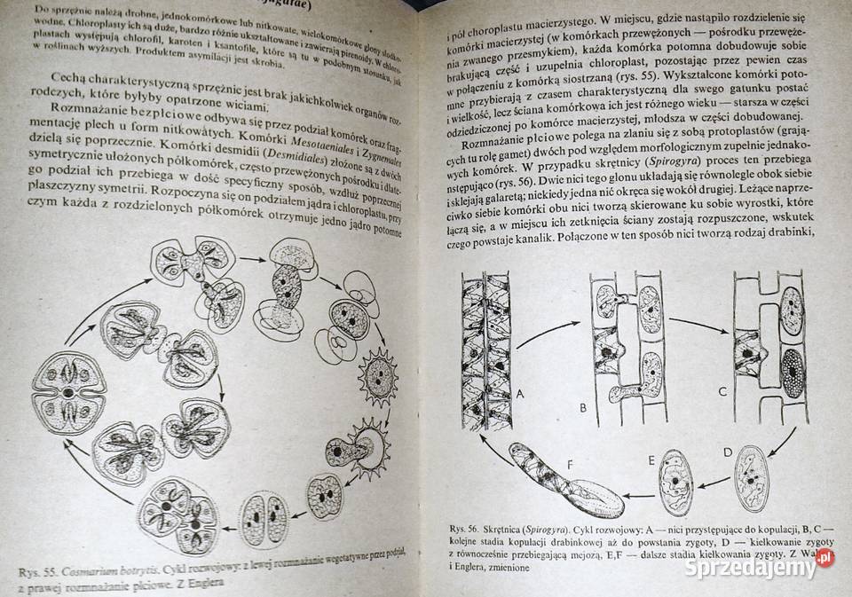 Rozmnażanie się roślin Zbigniew Podbielkowski Pozostałe lubelskie Chełm