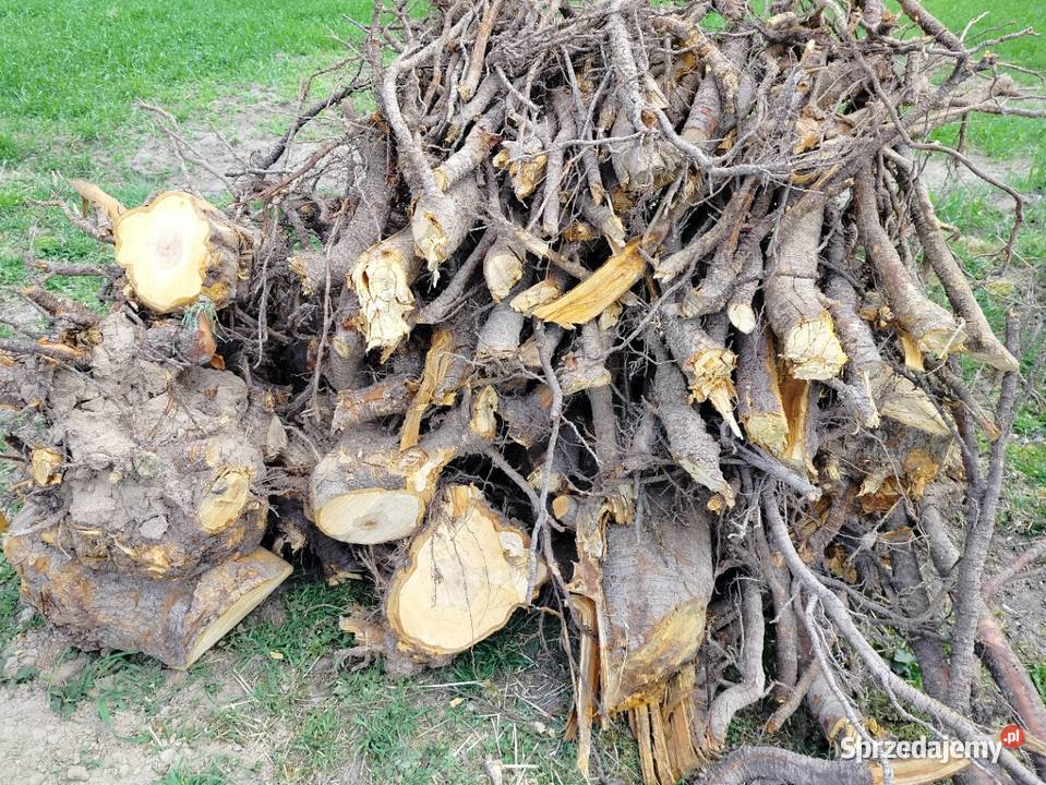 Korzeń czereśni Serce drewna Bogucin