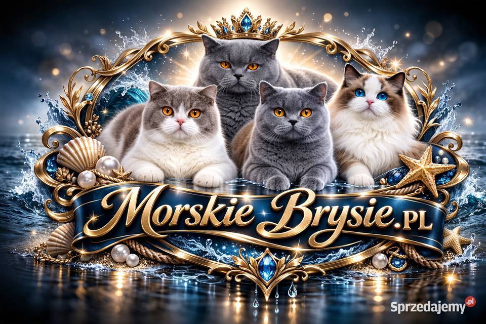 KOCIĘTA BRYTYJSKIE HODOWLA RODOWODY FPL Sarbinowo