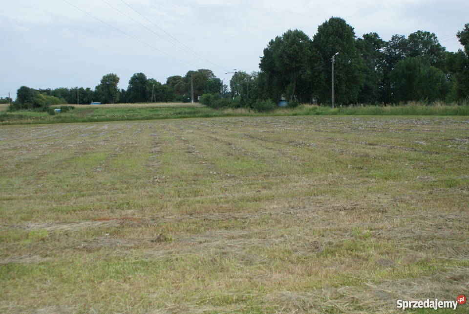 Sprzedam śląskie Płużniczka