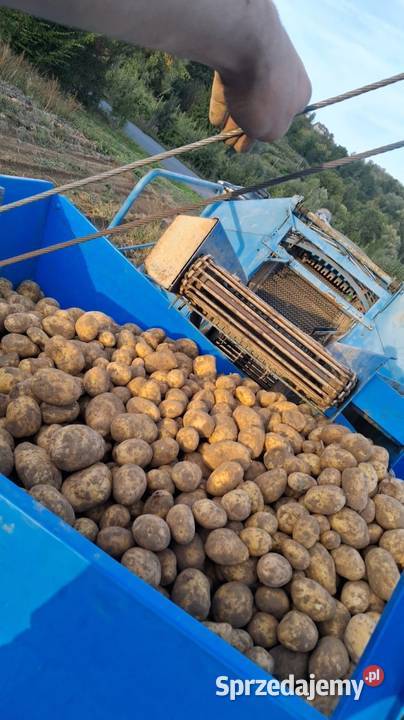 Ziemniaki jadalne żółte soraya corinna mariola z małopolskie