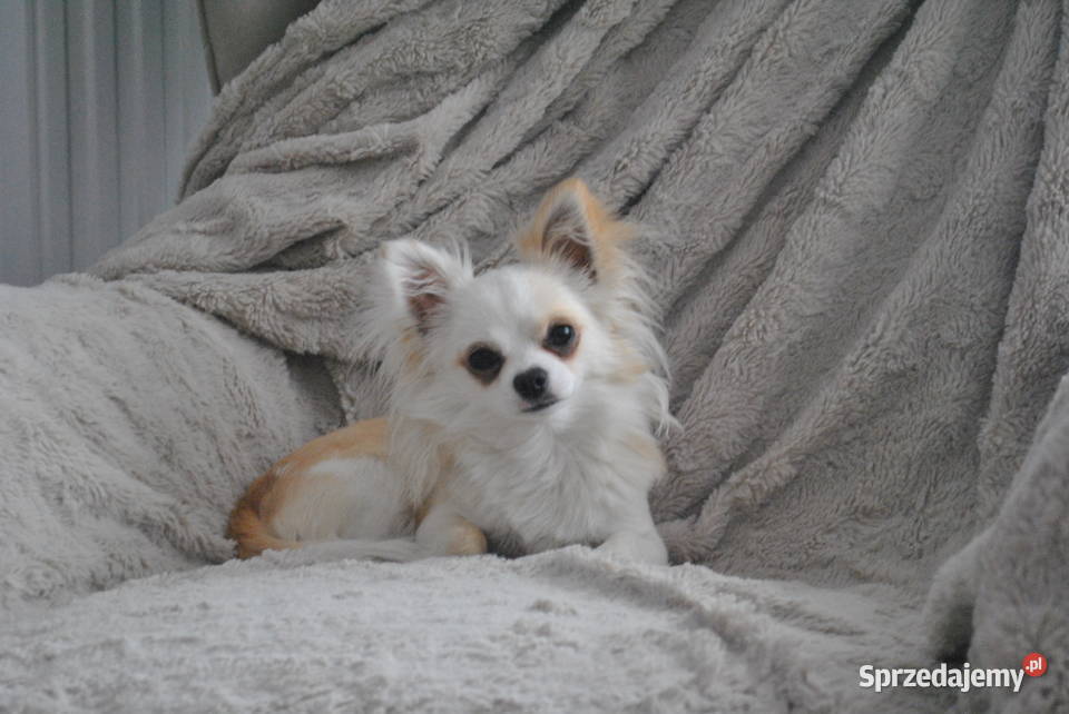 Chihuahua krycie mazowieckie Warszawa usługa dla zwierząt