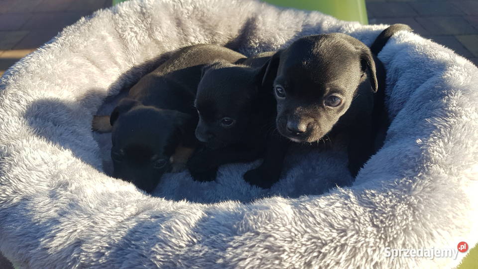 Szczeniaki pinczer